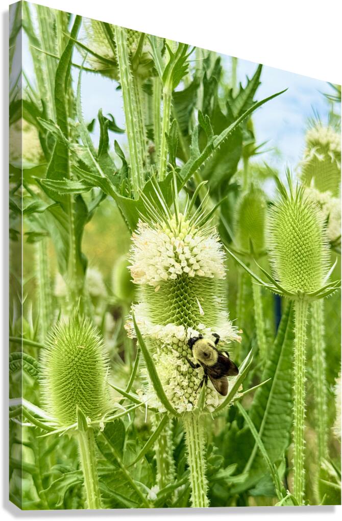 Nature’s Bristle Crown Canvas Print