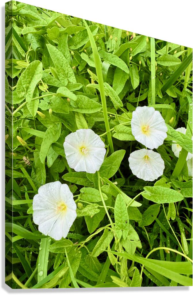 Clustered Bindweed Flowers Canvas Print