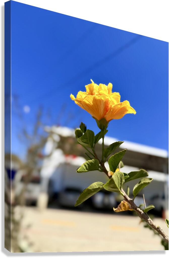 IMG 9796 Canvas Print