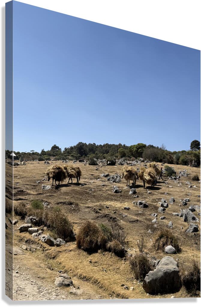 IMG 9563 Canvas Print