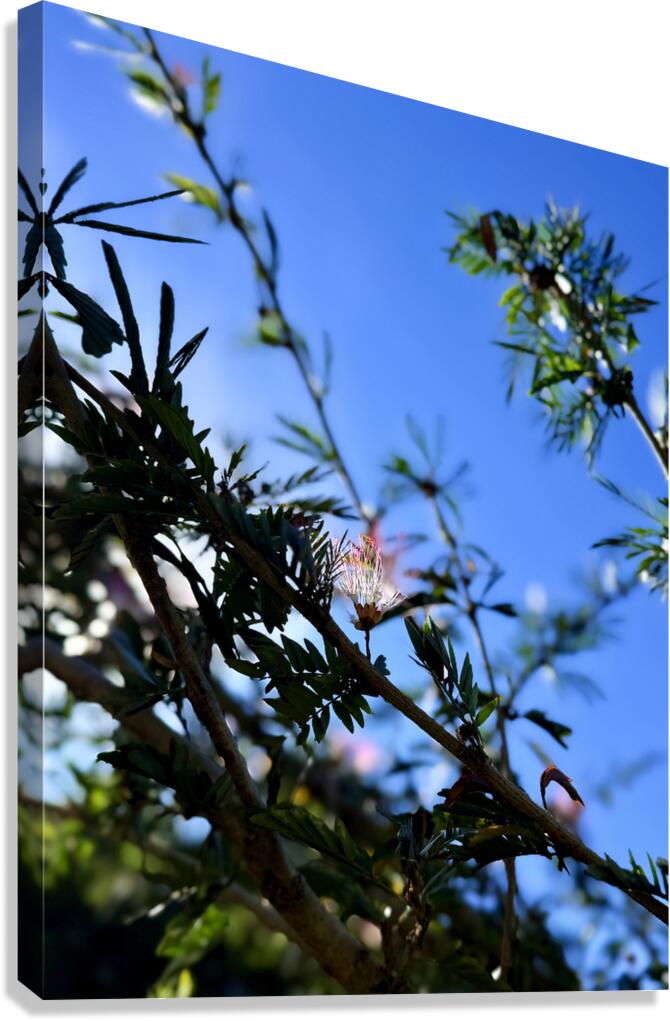 IMG 0029 Canvas Print