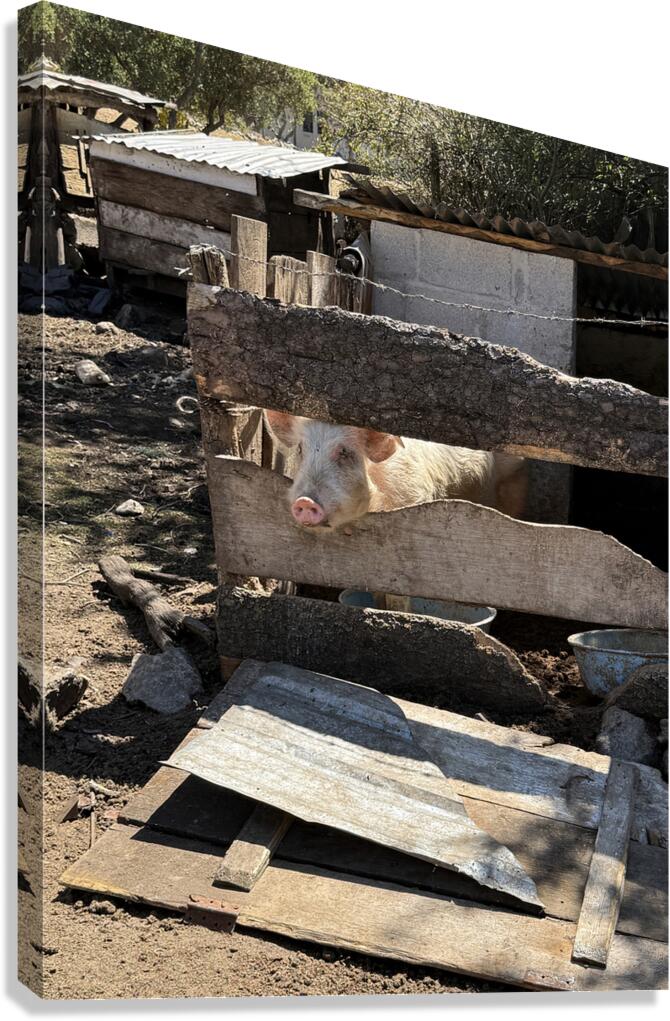 IMG 9518 Canvas Print