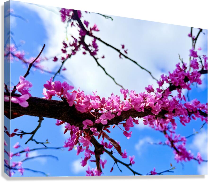 Blossom Light Canvas Print