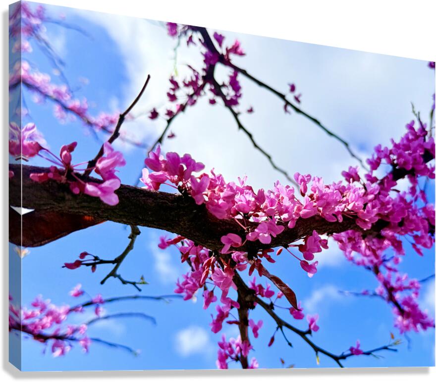  Blossom Line Canvas Print