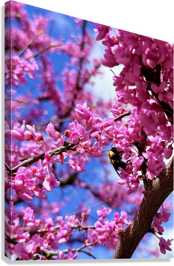 Pink Sky Bee Canvas Print