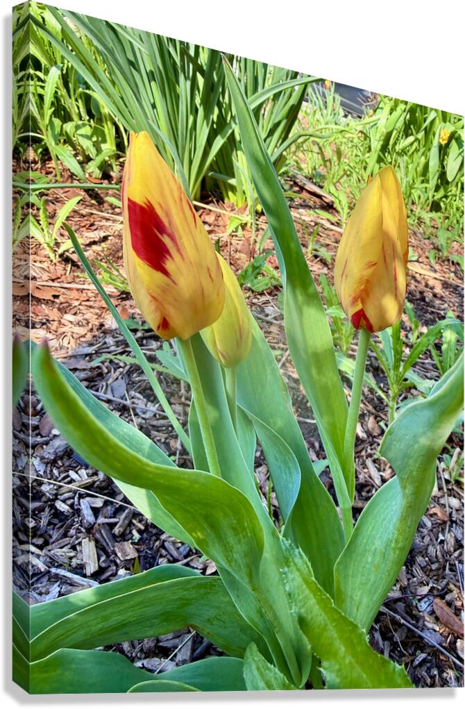 IMG 1613 Canvas Print