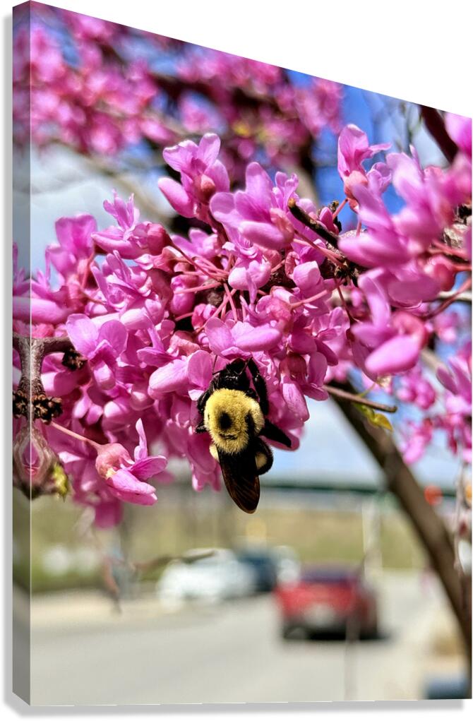 IMG 1570 Canvas Print