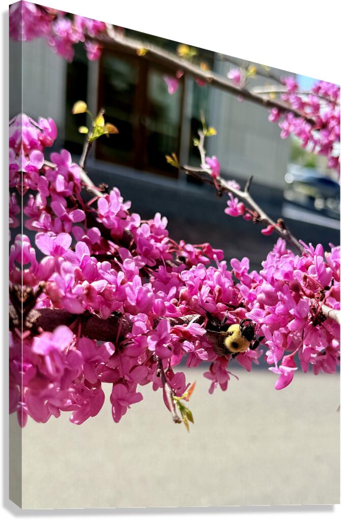 Magenta Mission Canvas Print