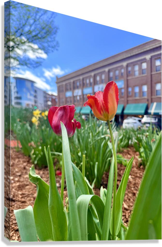 IMG 1602 Canvas Print