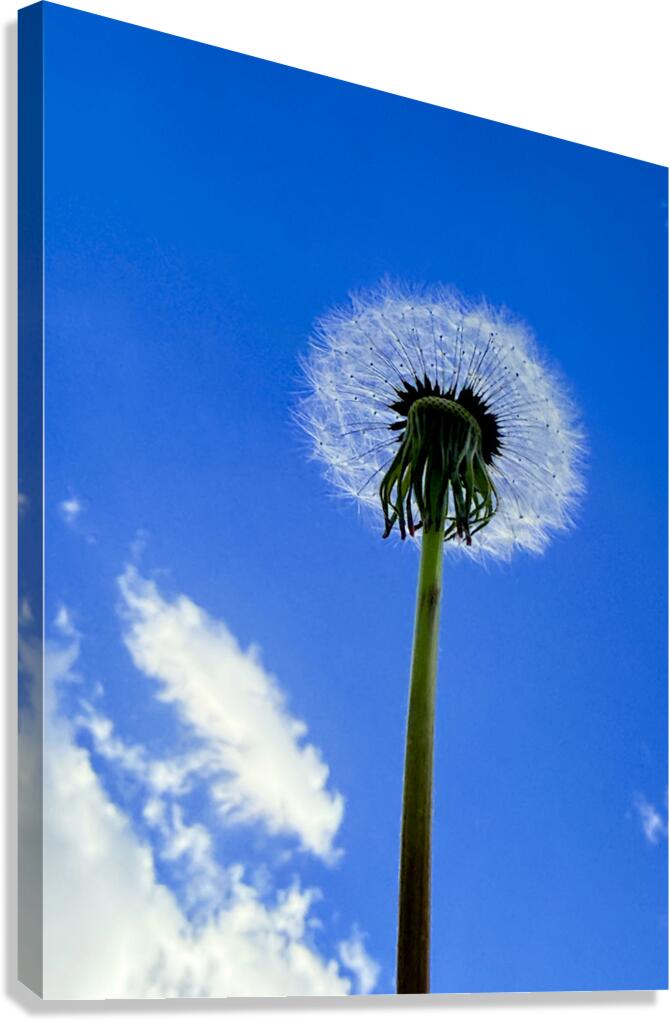 Open Sky Dreamer Canvas Print