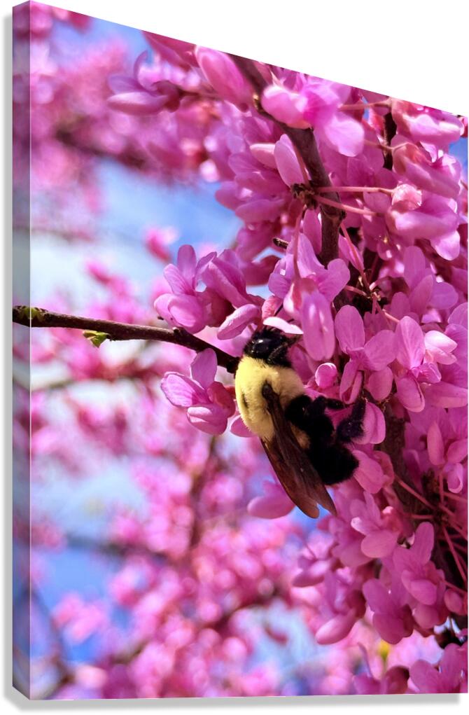 Spring Patrol Canvas Print