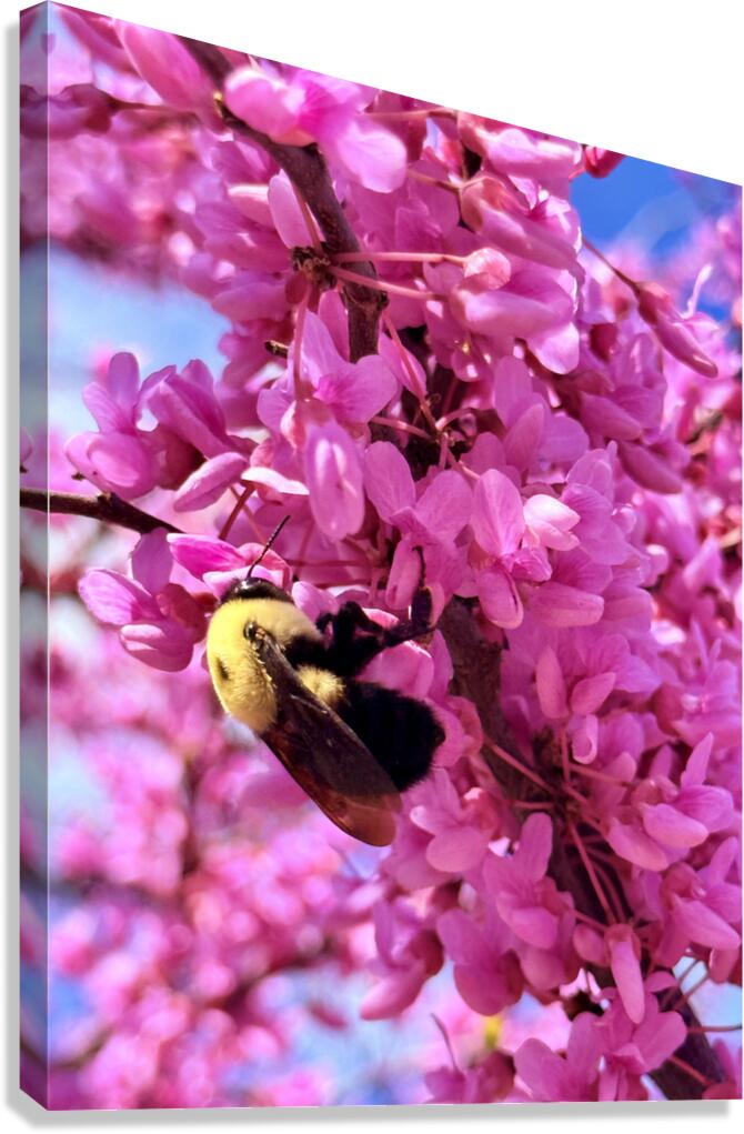 The Golden Visitor Canvas Print