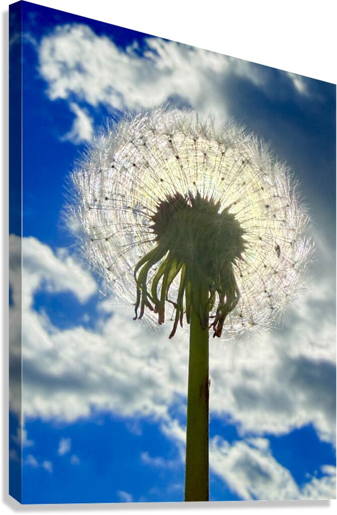 Skybound Dandelion Canvas Print