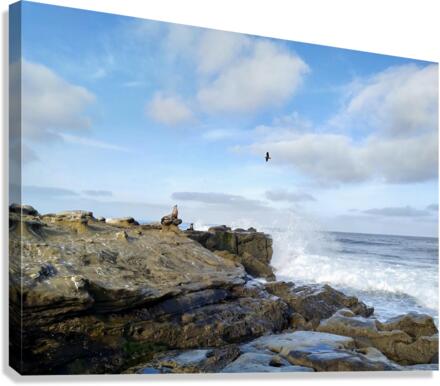 Seal Meditation 2B Canvas Print