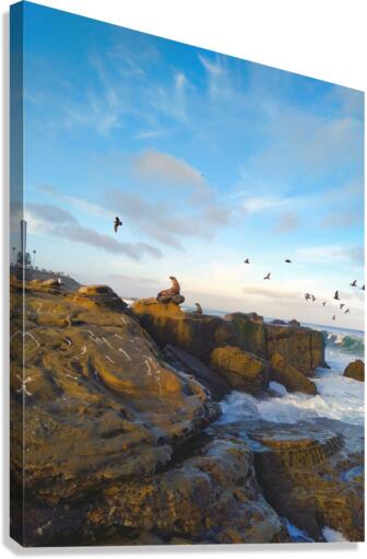 Seal Bird Watching Canvas Print