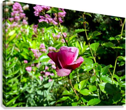 Penelope Purple Canvas Print