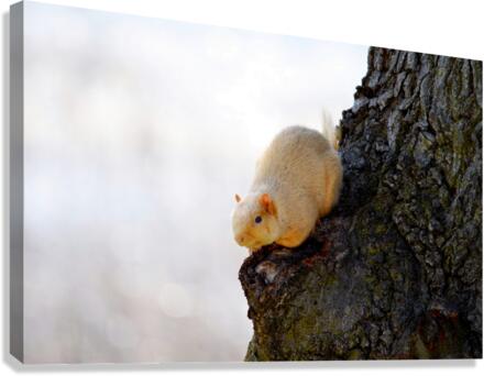 A Blonde Squirrel Moment Canvas Print