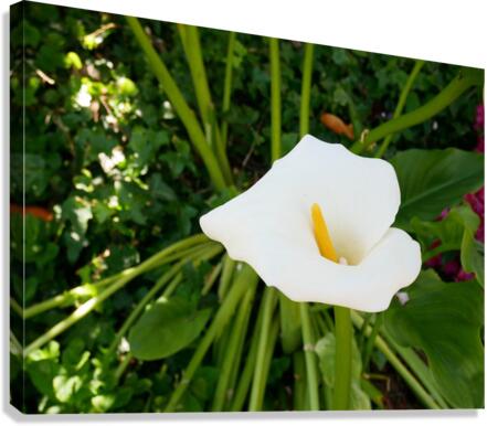 Golden Rod Exposed Canvas Print