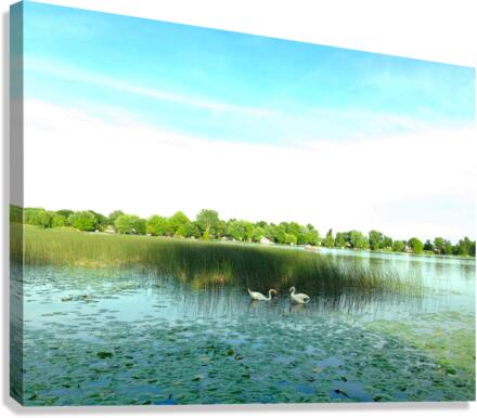 MI Swan Lake 2 Canvas Print