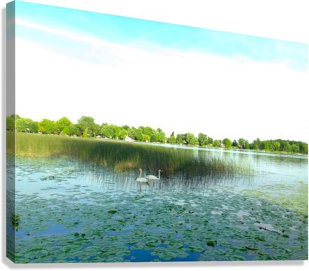 MI Swan Lake Canvas Print
