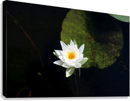 Blooms of Joy Canvas Print