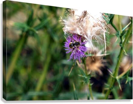 To Bee or Not to Bee  2 Canvas Print