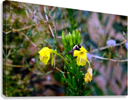 To Bee or Not to Bee  3   -- The Struggle Is Real Canvas Print