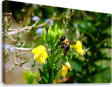 To Bee or Not to Bee  4 Canvas Print