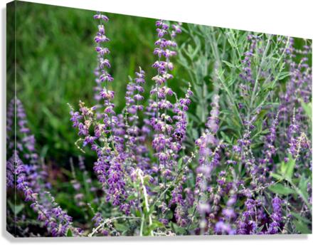 Towers of Lavender Canvas Print