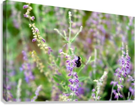 To Bee or Not to Bee -- Small Flower Big Flavor  Canvas Print