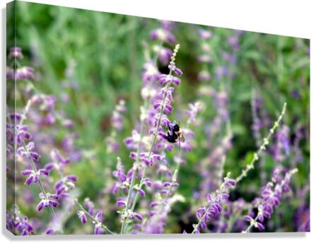 To Bee or Not To Bee--Small Flower Big Flavor 2 Canvas Print