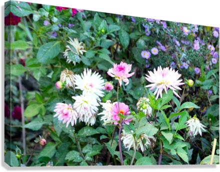 Pink and White Flowers  Canvas Print