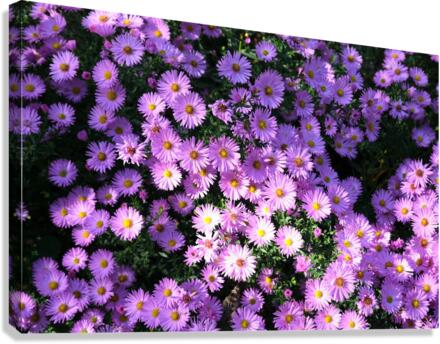 Pink Daisies 2 Canvas Print