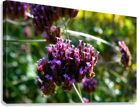 Cluster of Miniature Flowers Canvas Print