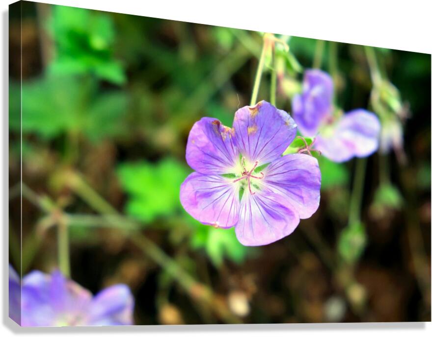 Flower Bloom 8 Canvas Print