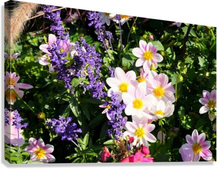 Blushing Petals 2 Canvas Print