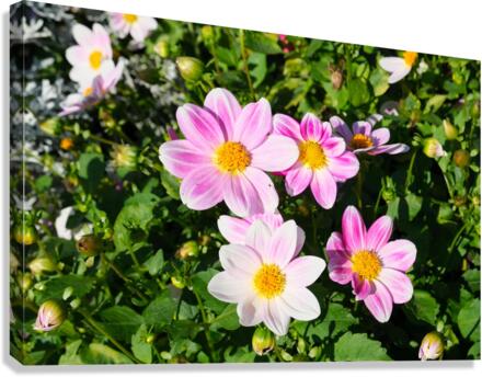 Blushing Petals  Canvas Print