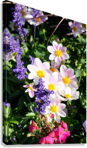 Blushing Petals 2B Canvas Print