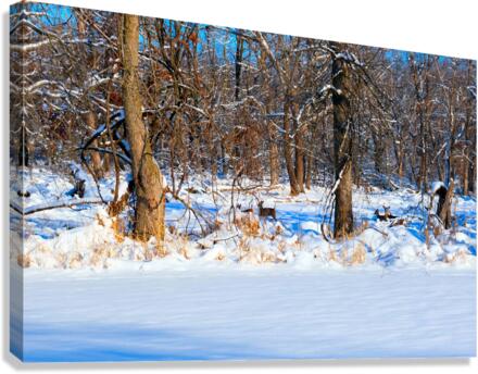 Hiding in Plain Sight Canvas Print