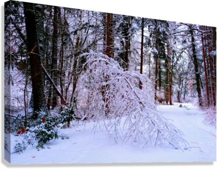 Bowing to Winter Canvas Print
