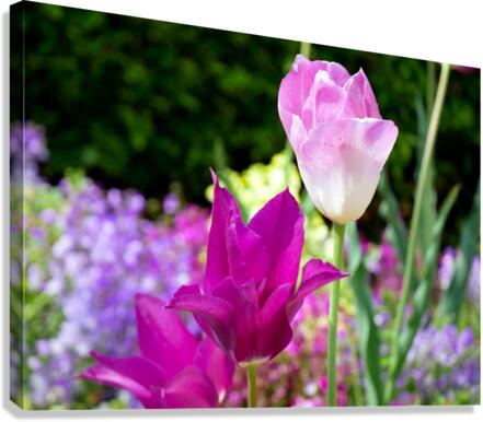 Tulips Are Better Than One 3 Canvas Print