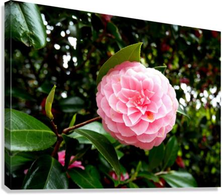 Blooms of Joy 1B Canvas Print