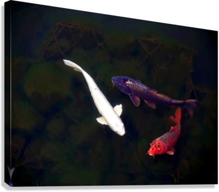 Some Very Coy Koi Canvas Print