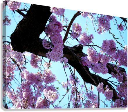 Cherry Blossom  Canvas Print