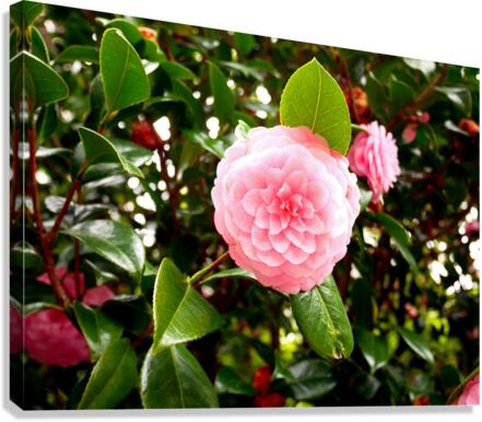 Blooms of Joy 1 Canvas Print