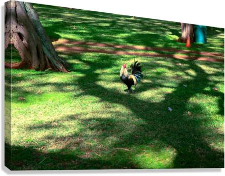 Cock in the Wild 2 Canvas Print