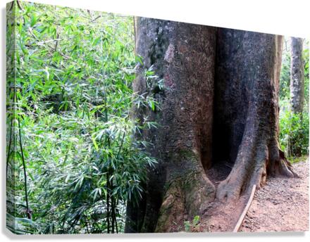 Got Stumped  Canvas Print