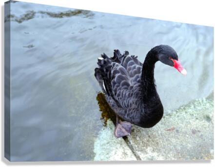 A Black Swan Moment 3 Canvas Print
