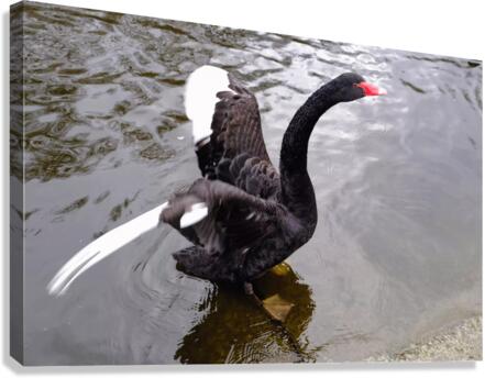 A Black Swan Moment 2 Canvas Print