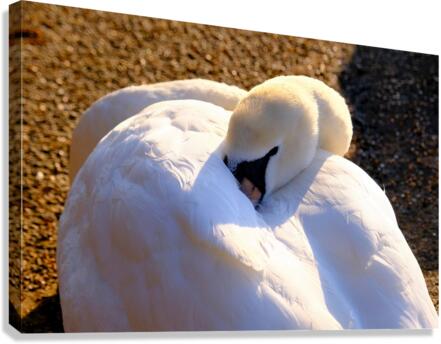 Got My Eye On You Swan Canvas Print